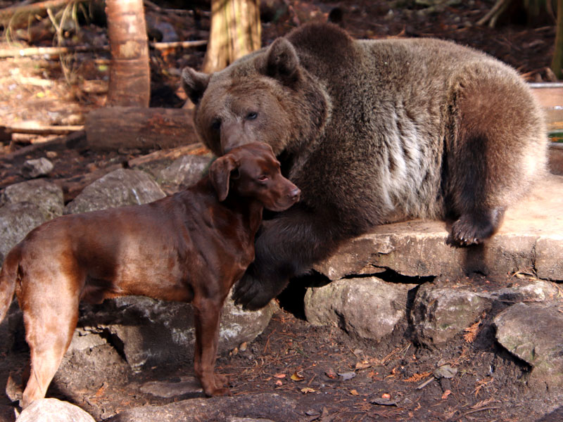  Dog and grizzly bear at GarLyn Zoo